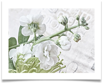 02 Delicate Bloom - Carol Sparkes